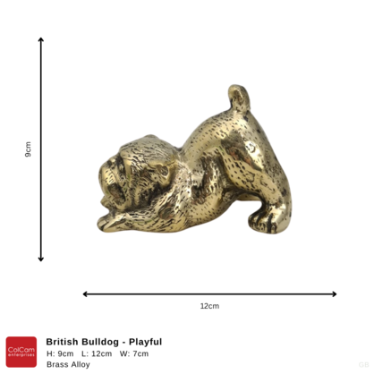 British Bulldog - Playful