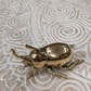 Brass Rhino Beetle